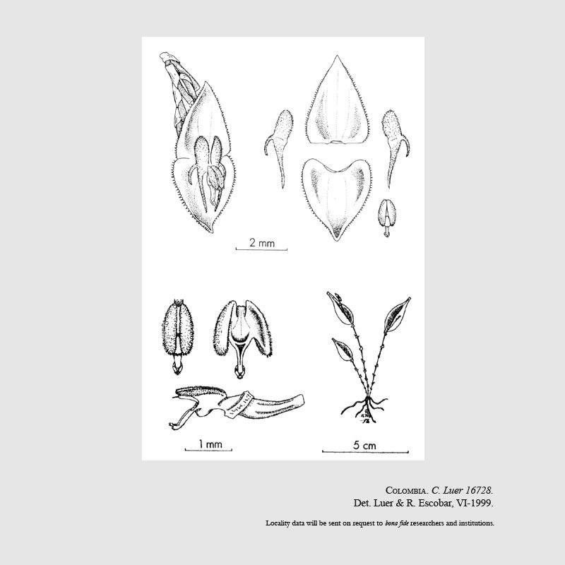 Lepanthes phalloides